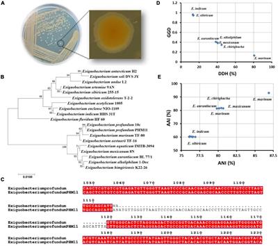 Analysis of Biosynthetic Gene Clusters, Secretory, and Antimicrobial Peptides Reveals Environmental Suitability of Exiguobacterium profundum PHM11